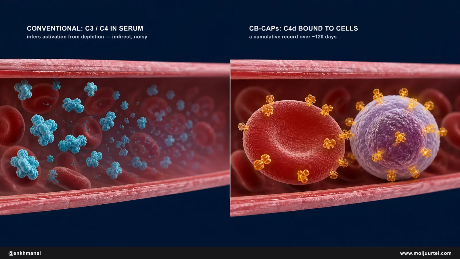 Cross-section comparison showing conventional serology measuring complement proteins depleting in serum versus CB-CAPs measuring C4d fragments bound to blood cells