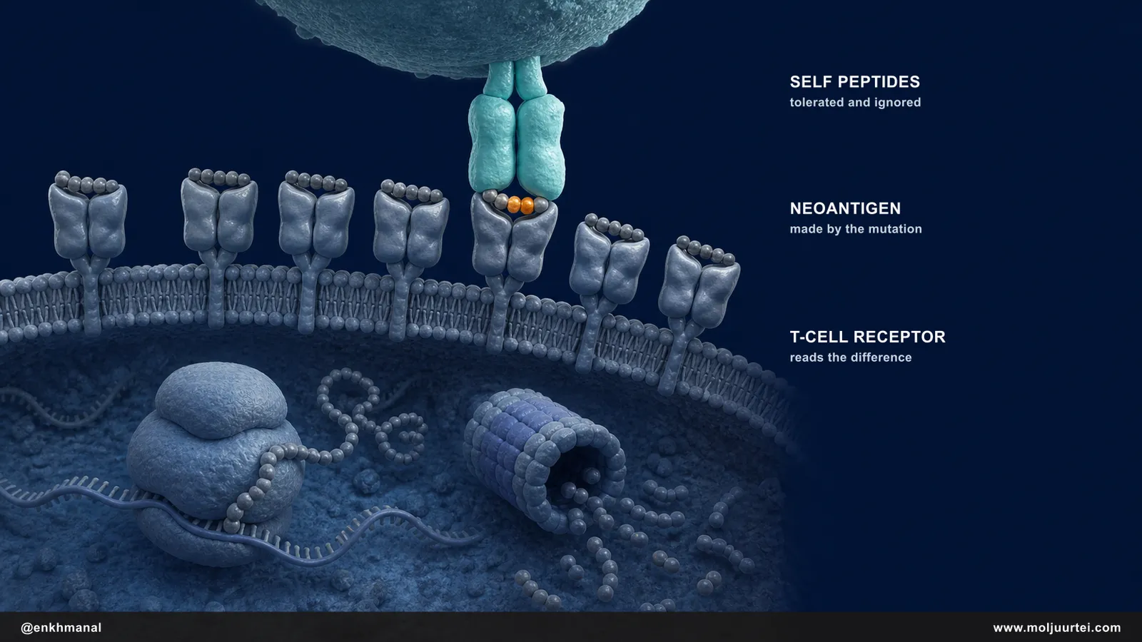 Cutaway of a cell surface showing normal peptides ignored and one mutated peptide recognised by a T-cell receptor