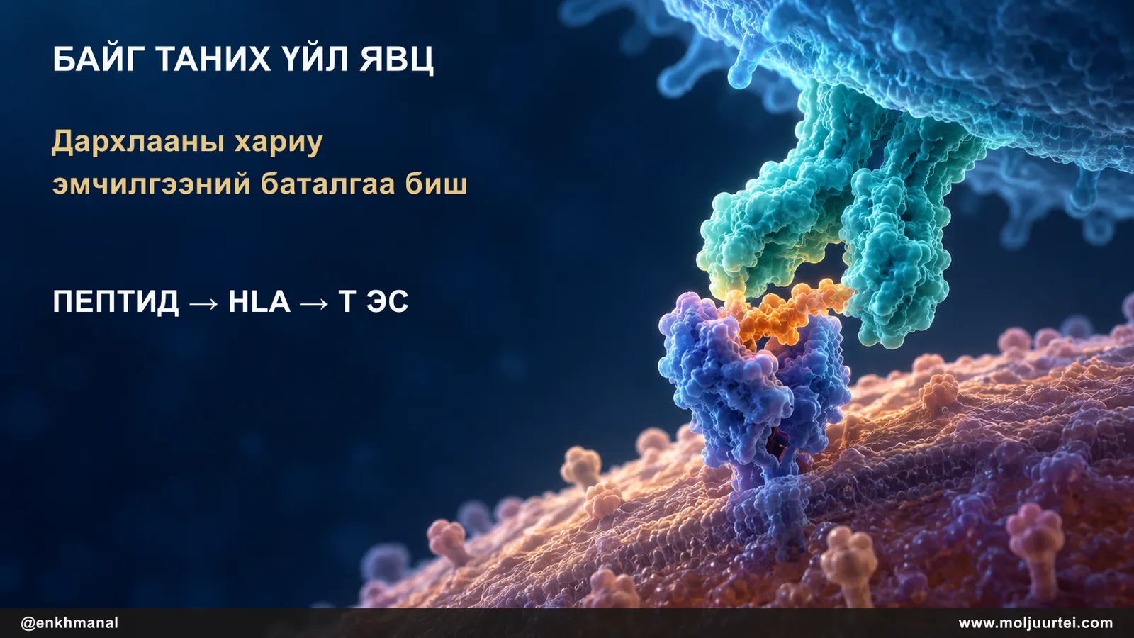 HLA-д дэлгэгдсэн хавдрын пептидийг Т эсийн хүлээн авагч таних зарчмын дүрслэл