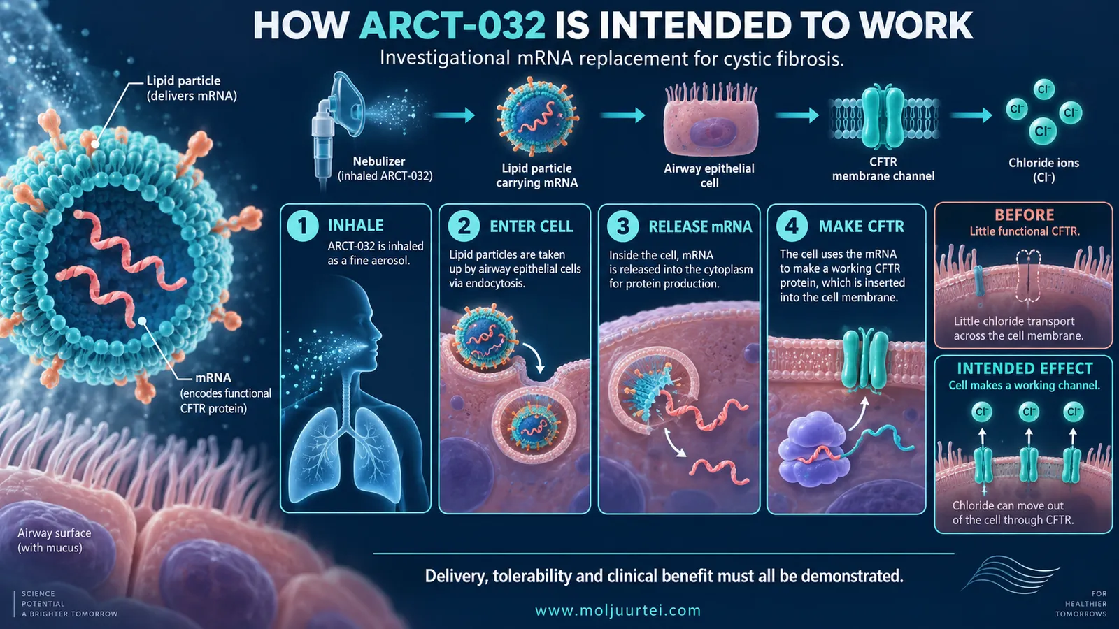 Proposed inhaled mRNA delivery and CFTR production, not proven clinical outcome