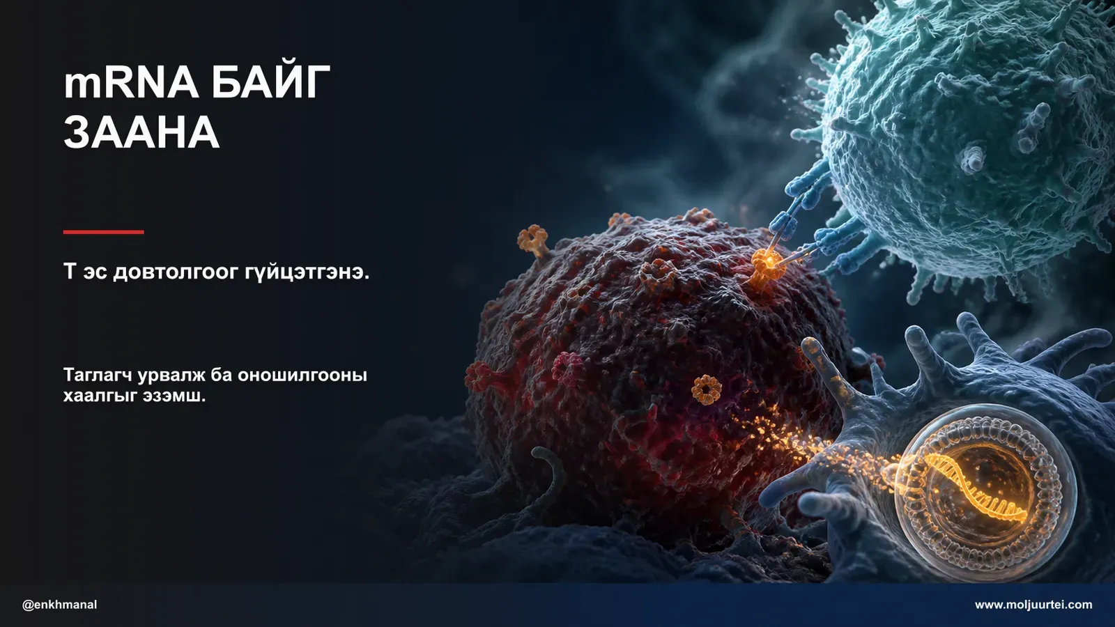 Хувь хүнд тохируулсан хорт хавдрын вакцин — Хавдар гэж юу вэ, бие махбодод түүнийг устгахыг хэрхэн заадаг вэ, нийлүүлэлтийн сүлжээнээс хэн а